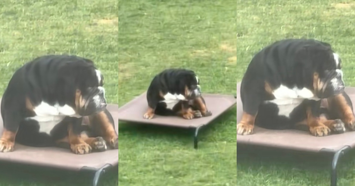 dog in a backyard