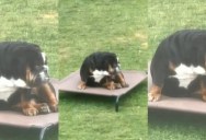 Bulldog Left Devastated After His Dog Brother Accidentally Pops His Favorite Ball—And the Drama Is Absolute Gold