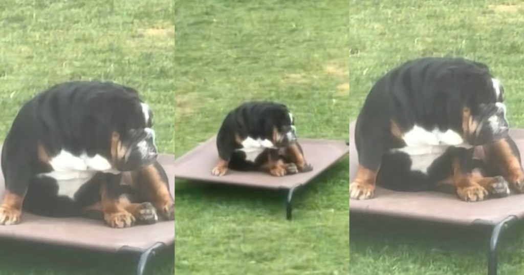 dog in a backyard