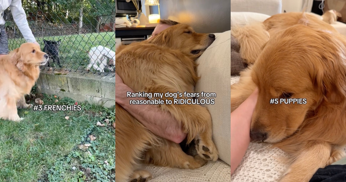 dog that's afraid of things