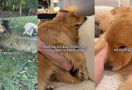 An Owner Shared Her Golden Retriever’s Top Five Fears