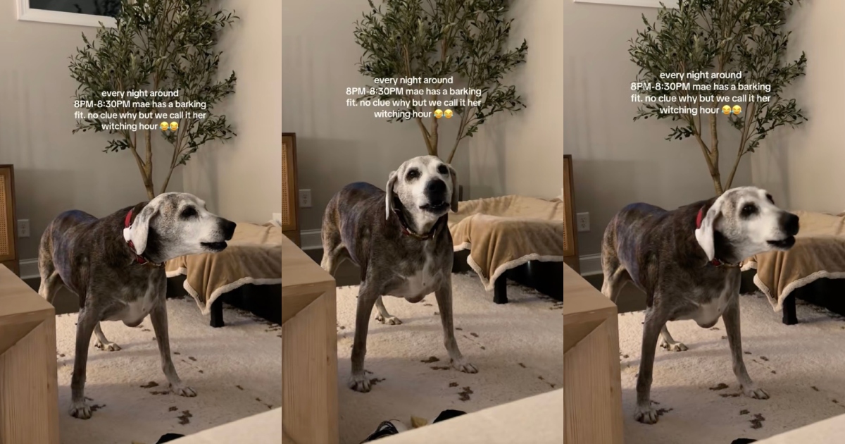 dog barking in a room