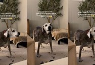A Family Couldn’t Figure Out Why Their Dog Barked at the Exact Same Time Every Night