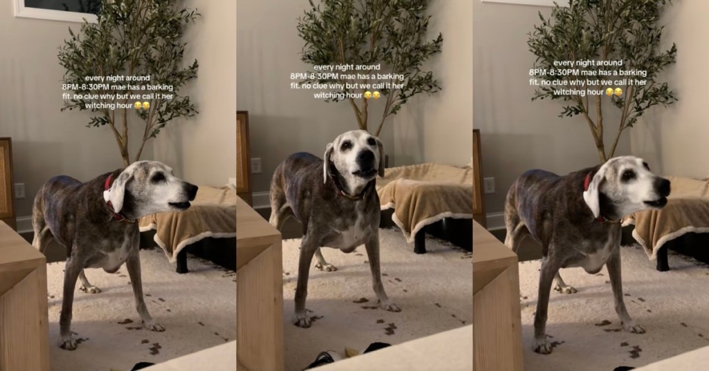 dog barking in a room