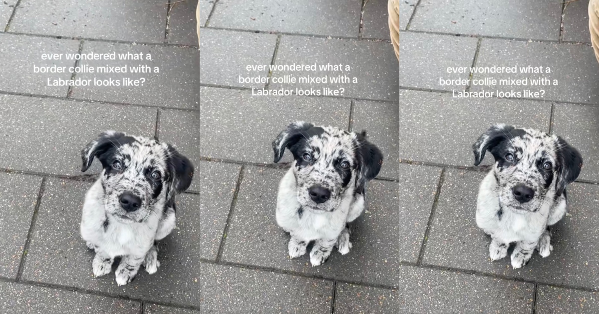 She Showed What Her Labrador and Border Collie Mix Puppy Looks Like, and People Can’t Get Enough dog on a sidewalk