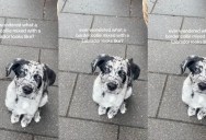 She Showed What Her Labrador and Border Collie Mix Puppy Looks Like, and People Can’t Get Enough