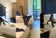 A Tourist Left Her Hotel Balcony Door Open And Got An Unexpected Visitor