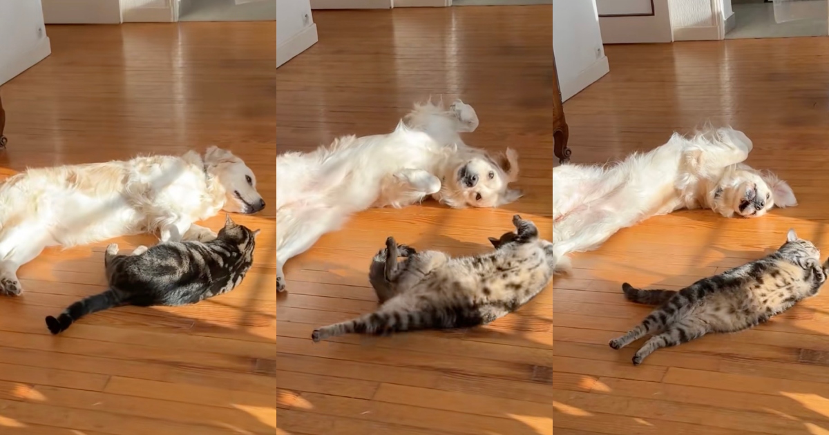 cat and dog sunbathing