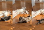 Dog and Cat Caught Synchronized Sunbathing Together in Adorable Routine