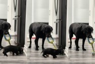 A Big Dog Wanted To Play Tug-Of-War With A Tiny Dachshund