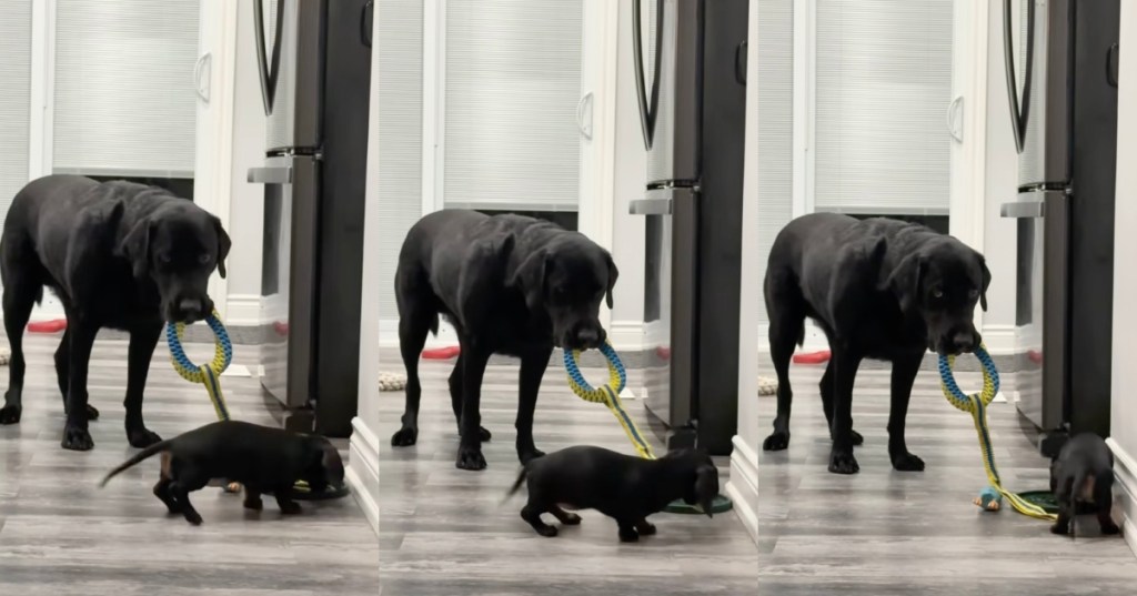 two dogs playing tug of war