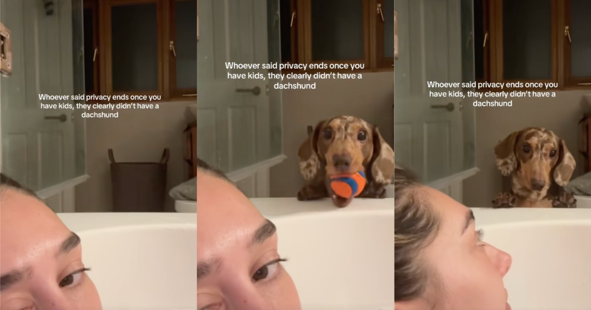 A Playful Dachshund Interrupted Their Owners Relaxing Bath dog by a bath