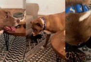 One Dog Learned an Adorable New Job Involving the Family’s Tiny Kitten