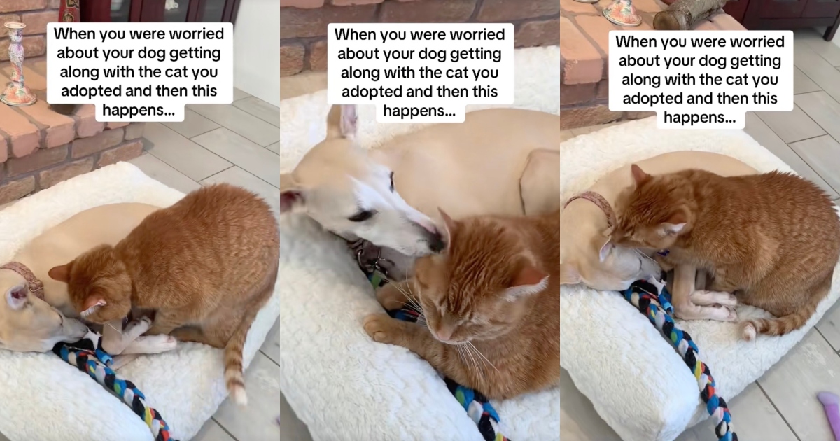 A Dog And A Newly Adopted Cat Are Getting Along Famously dog and cat playing