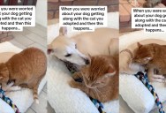 A Dog And A Newly-Adopted Cat Are Getting Along Famously
