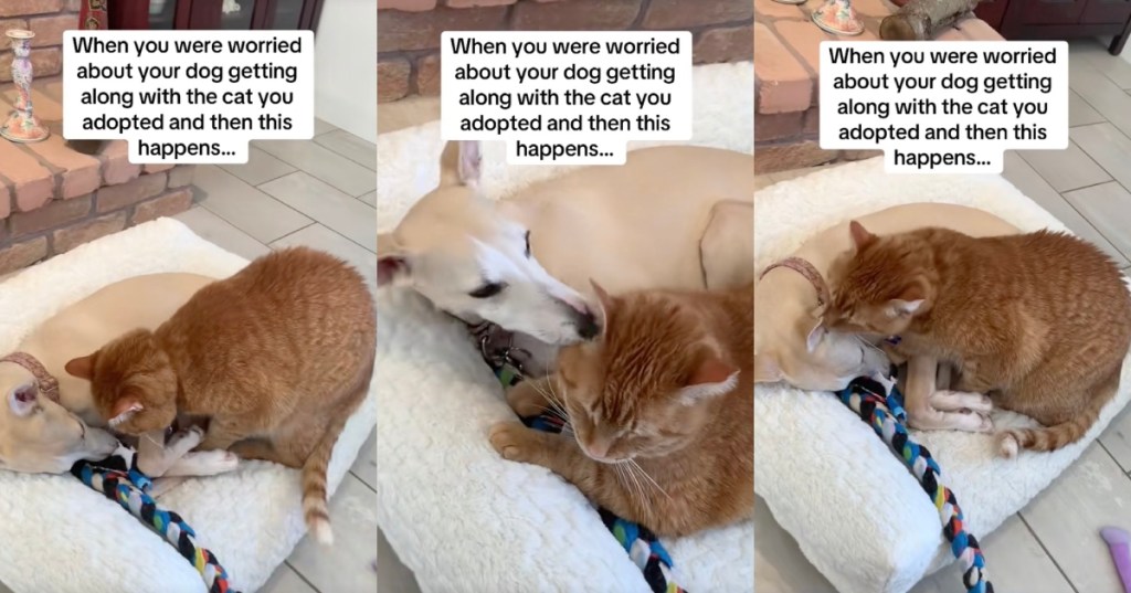 dog and cat playing