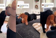 Dog Meets Family’s New Baby for the Very First Time—Then Gently Tenders His Favorite Toy Monkey as a Welcoming Gift