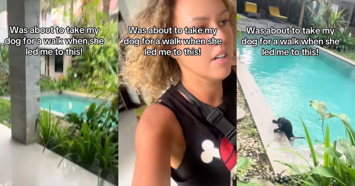 A Routine Dog Walk Turns Into a Rescue After She Finds a Dog Trapped in a Pool dog in a pool
