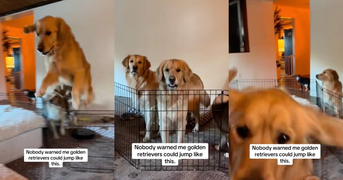 dogs in a living room