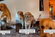 A Dog’s Incredible Jump Out of an Enclosure Was Caught on Camera