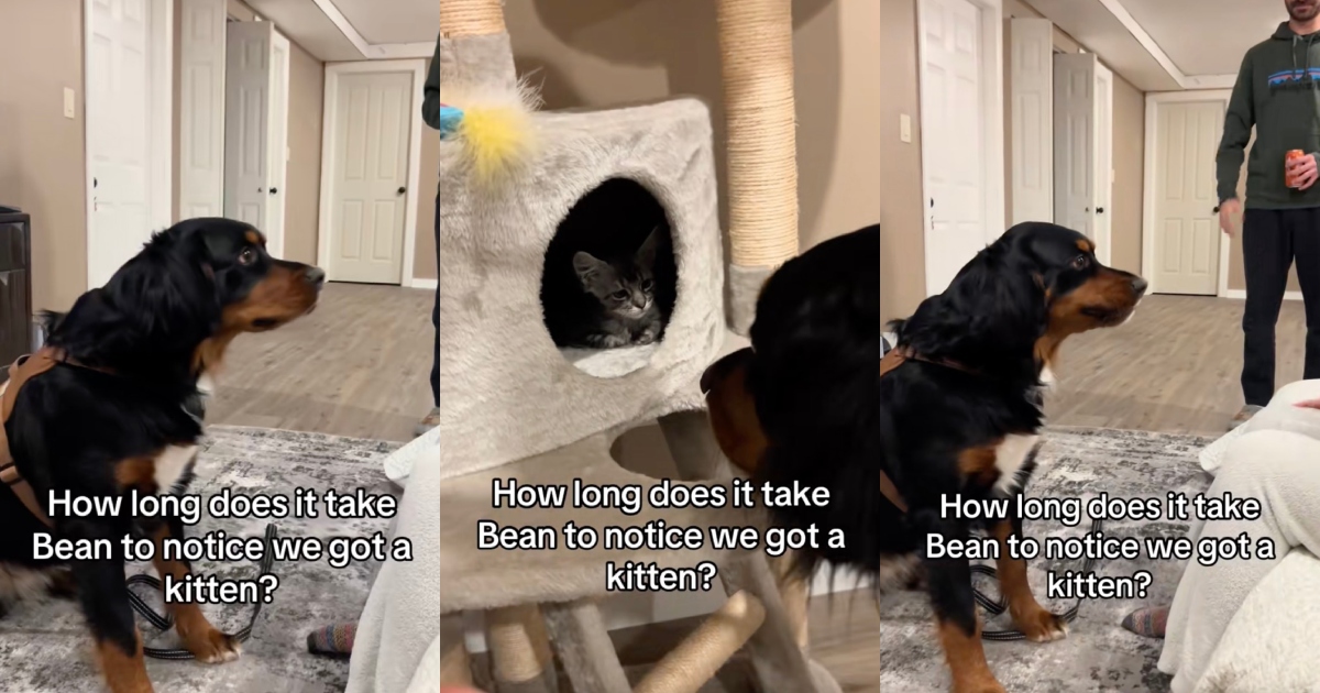 It Took A Dog A While To Figure Out That His Owners Got A New Kitten dog and a cat