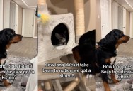 It Took A Dog A While To Figure Out That His Owners Got A New Kitten