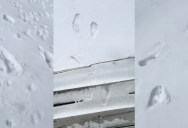 Man Discovers Unexplained Footprints in the Snow Outside His House