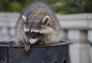 Racoons Are Extremely Clever, And A New Study Shows That They Seem To Actually Enjoy Solving Puzzles Even When There Is No Reward
