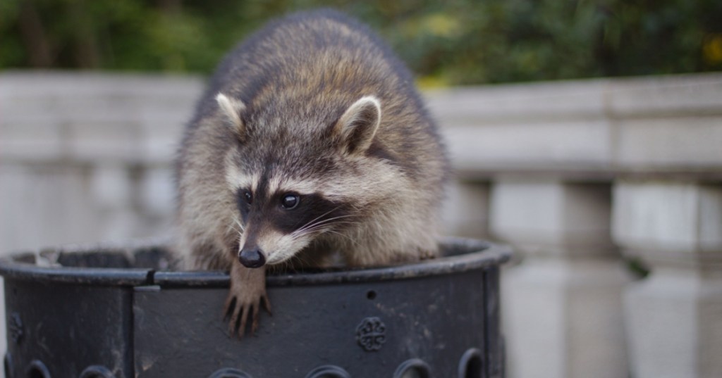 Raccoon on bin