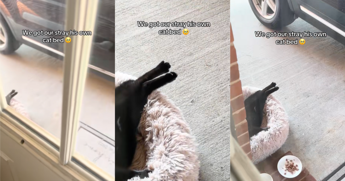 stray cat sleeping outside