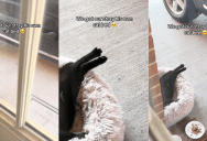 A Stray Cat Loved The Bed That Someone Put Outside Their House For Him