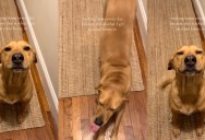 “The Shelter Smile”: The Story of a Traumatized Pup Who Found His Forever Joy at the Front Door.