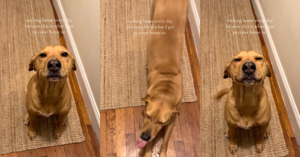 dog greeting her owner