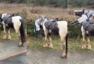 Young Boy Has an Unusual Way of Mounting His Horse That Surprises People