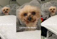 An Owner Showed TikTok Viewers Her Tiny Guard Dog