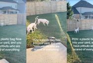 ‘Had to keep a 5 foot distance at all times. This breed are the biggest babies.’ – Two Pit Bulls Got Scared By A Flying Plastic Bag In Their Backyard