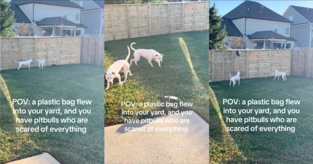 dogs in a backyard