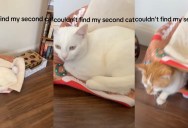 An Owner Found Her Cat Hiding In An Unexpected Place