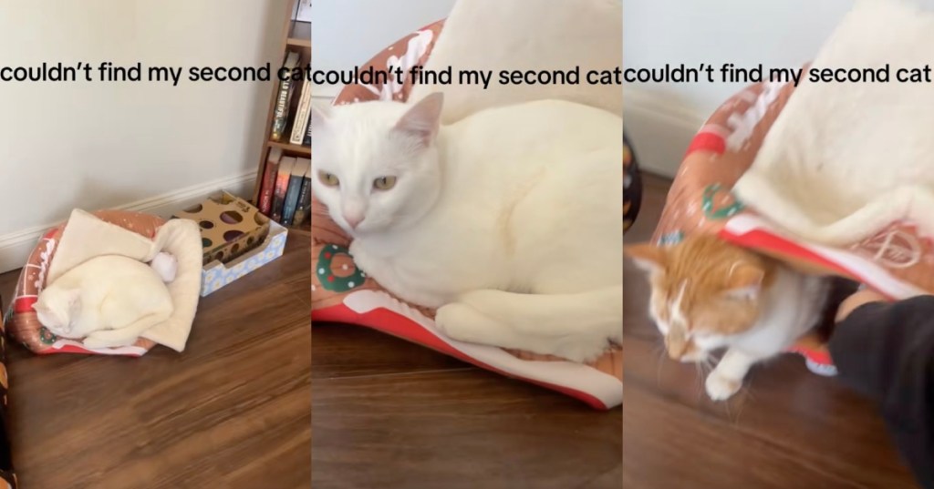 cat in a bag