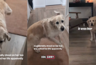 A Dog Had A Dramatic Reaction After Her Owner Accidentally Stepped On Her Toe