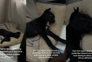 Rescued Puppy Gets Cozy in Bed on First Night With New Owner
