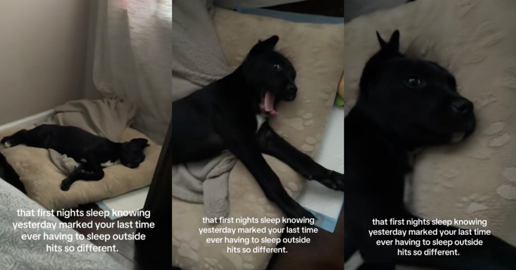 dog laying in a bed