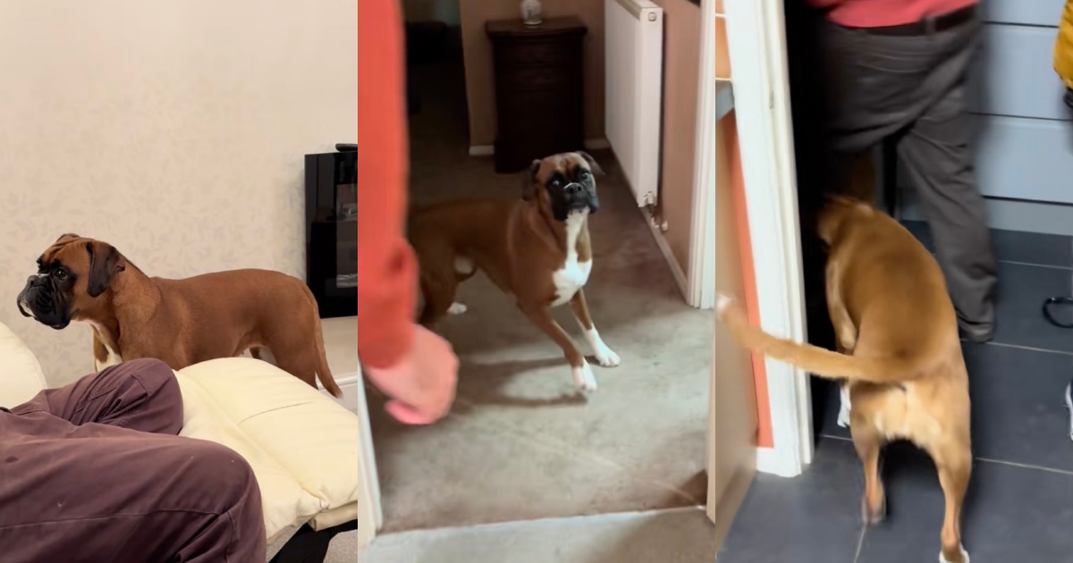 dog with its owner