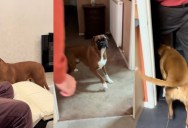 A Dog Showed Off Her Empty Food Bowl So She Could Get A Treat
