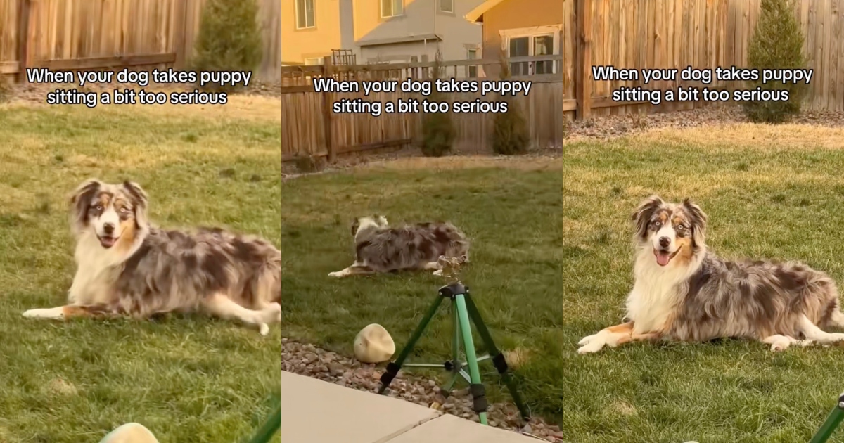 dog in a yard