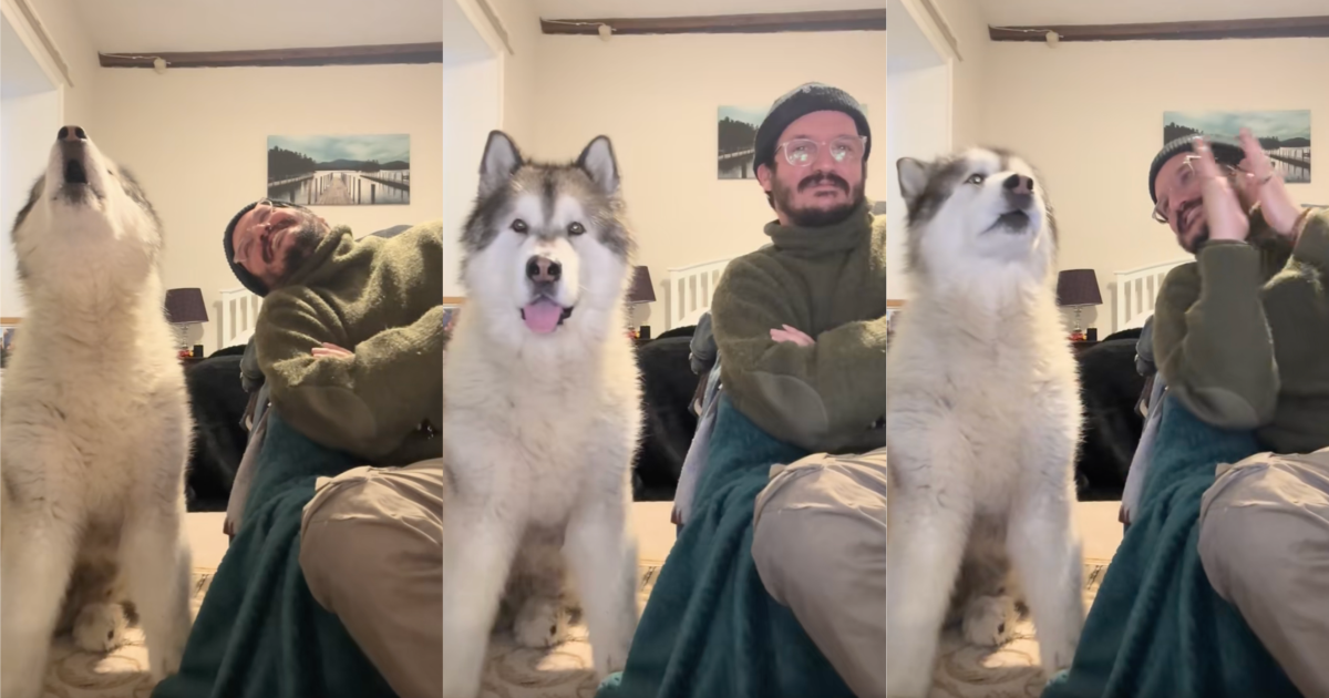 dog singing along with music