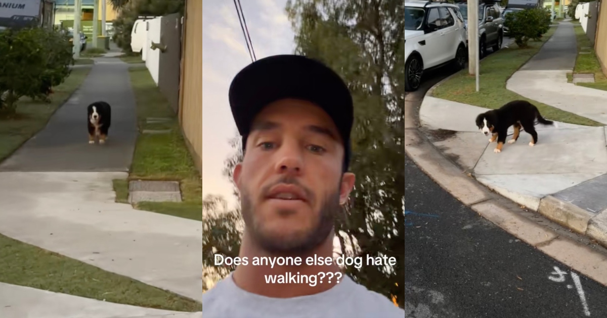 The Ultimate Sidewalk Standoff: Stubborn Dog Hilariously Shuts Down After Deciding His Afternoon Walk Is Officially Over dog on a walk