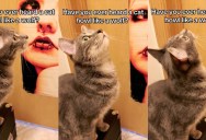 An Owner Showed Viewers That Her Cat Howls Like A Wolf