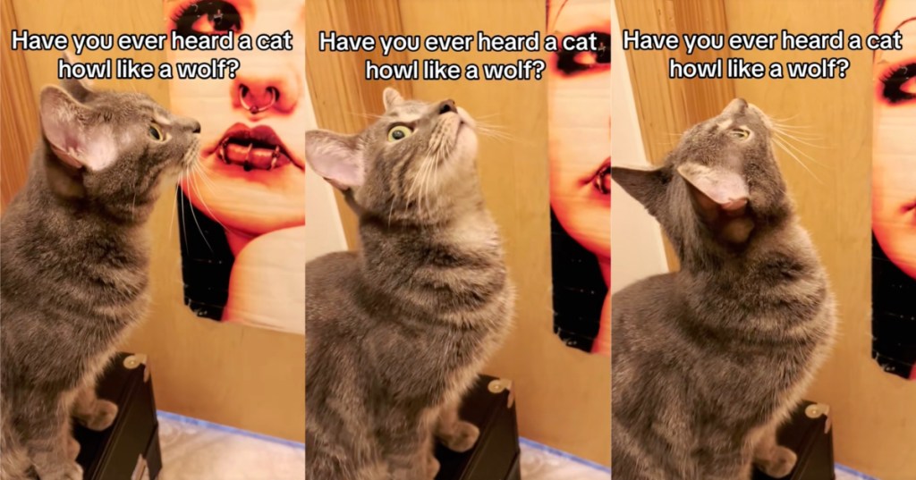 cat letting out a howl