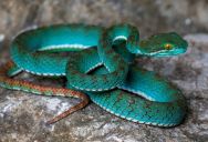 New Species Of Pit Viper, Gecko, And Millipede Amongst Those First Identified In Cambodia